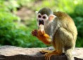 /album/zoo/img-1814-masolata-jpg/